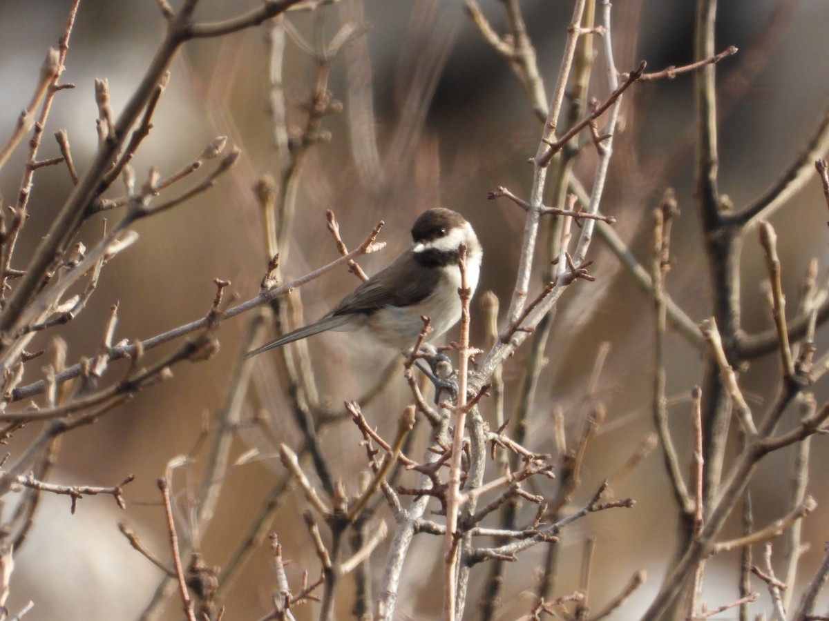 Mésange lugubre - ML536994661