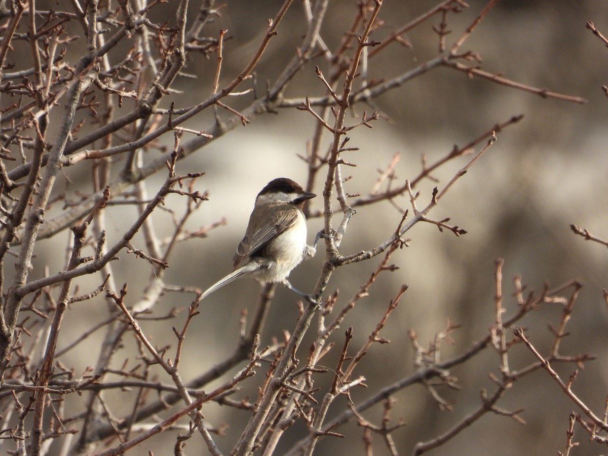 Mésange lugubre - ML536994731