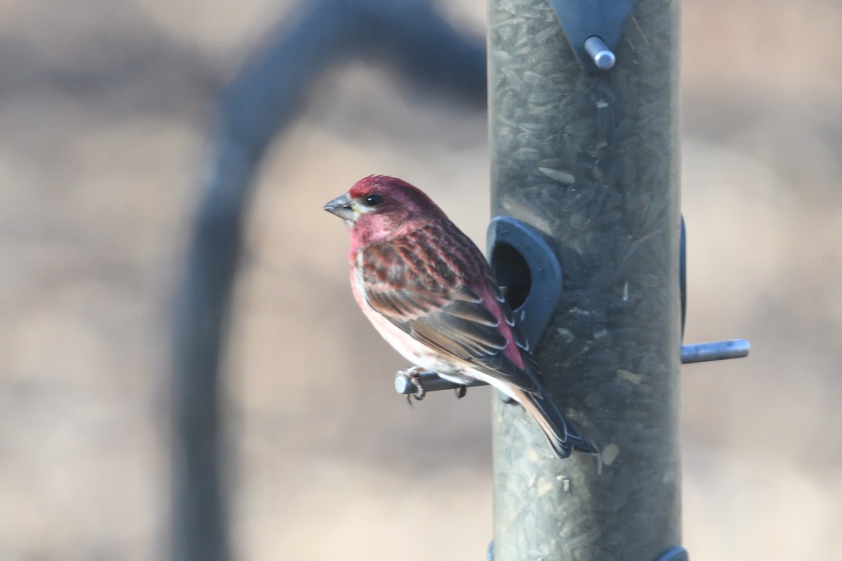 Purple Finch - ML536994751