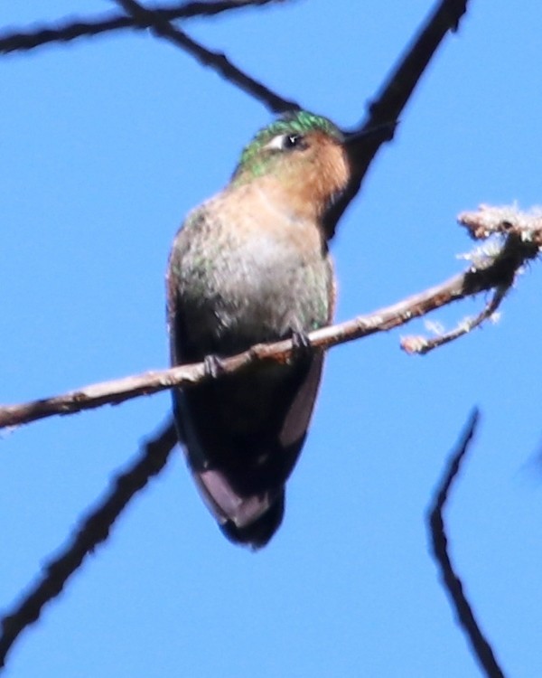 Bronzekolibri - ML536995601