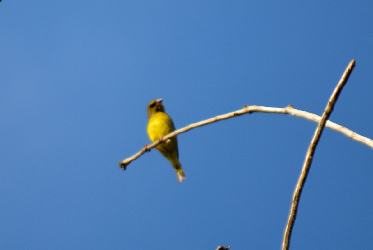 European Greenfinch - ML536995741