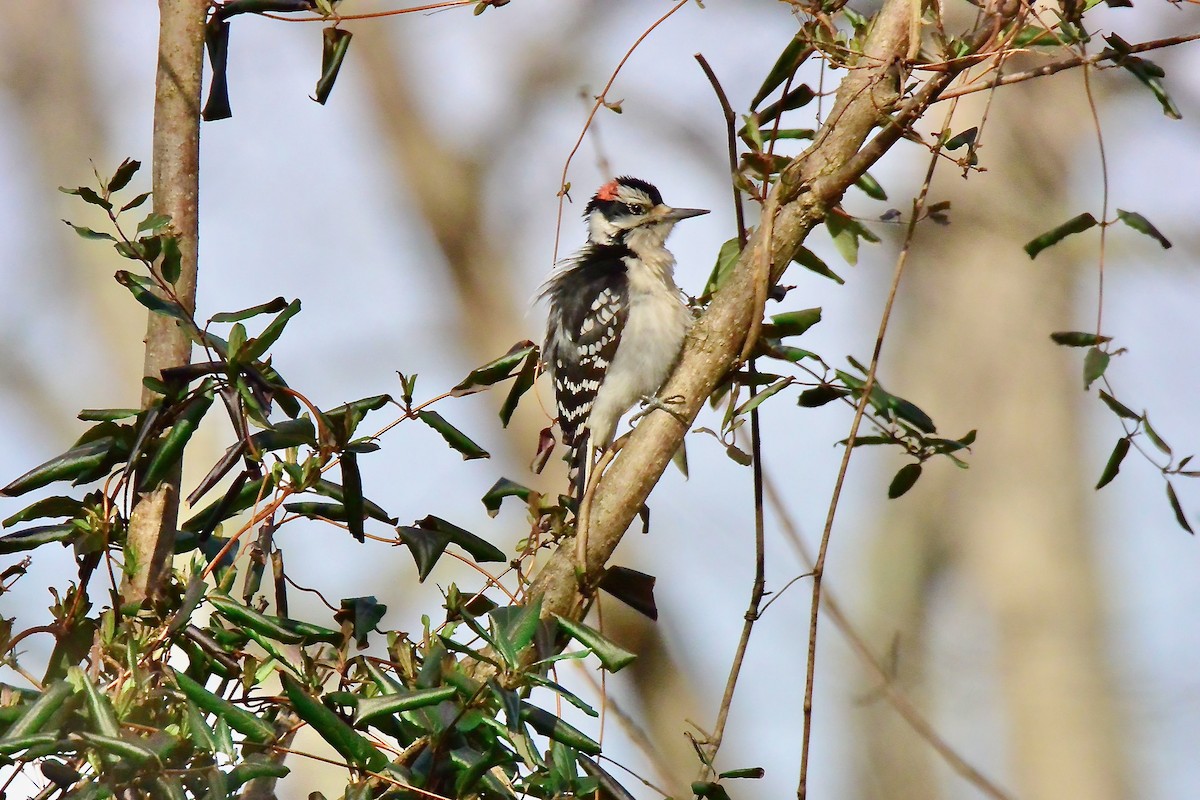 Hairy Woodpecker - ML536995971