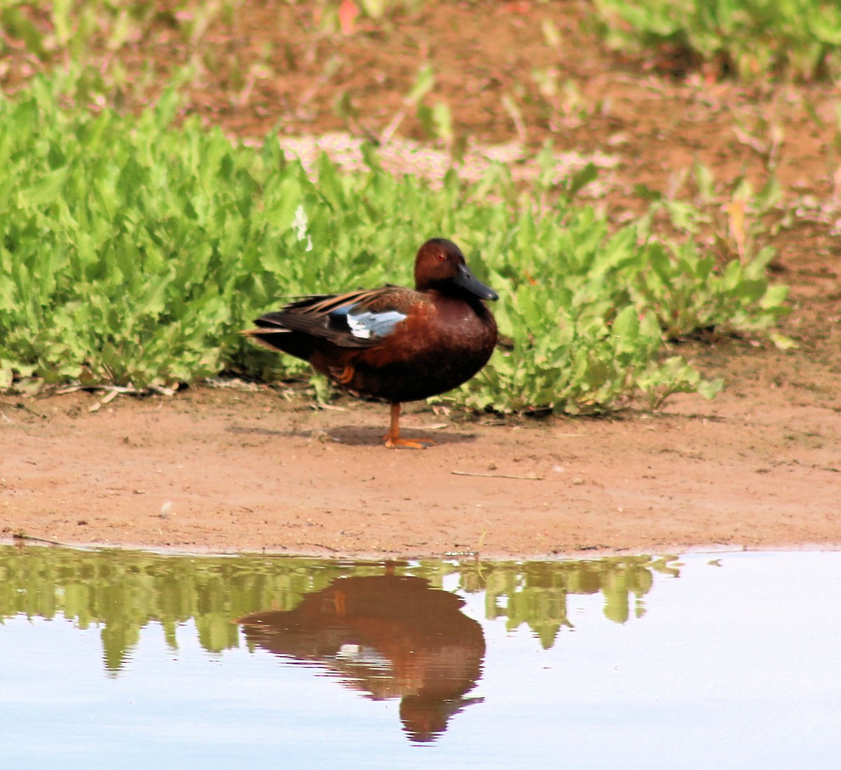 Cinnamon Teal - Diana Spangler