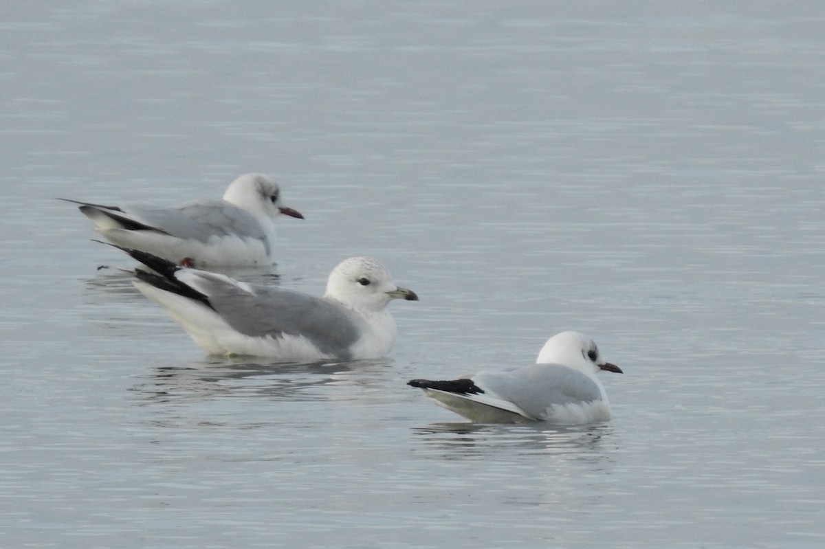 Goéland cendré - ML536997921