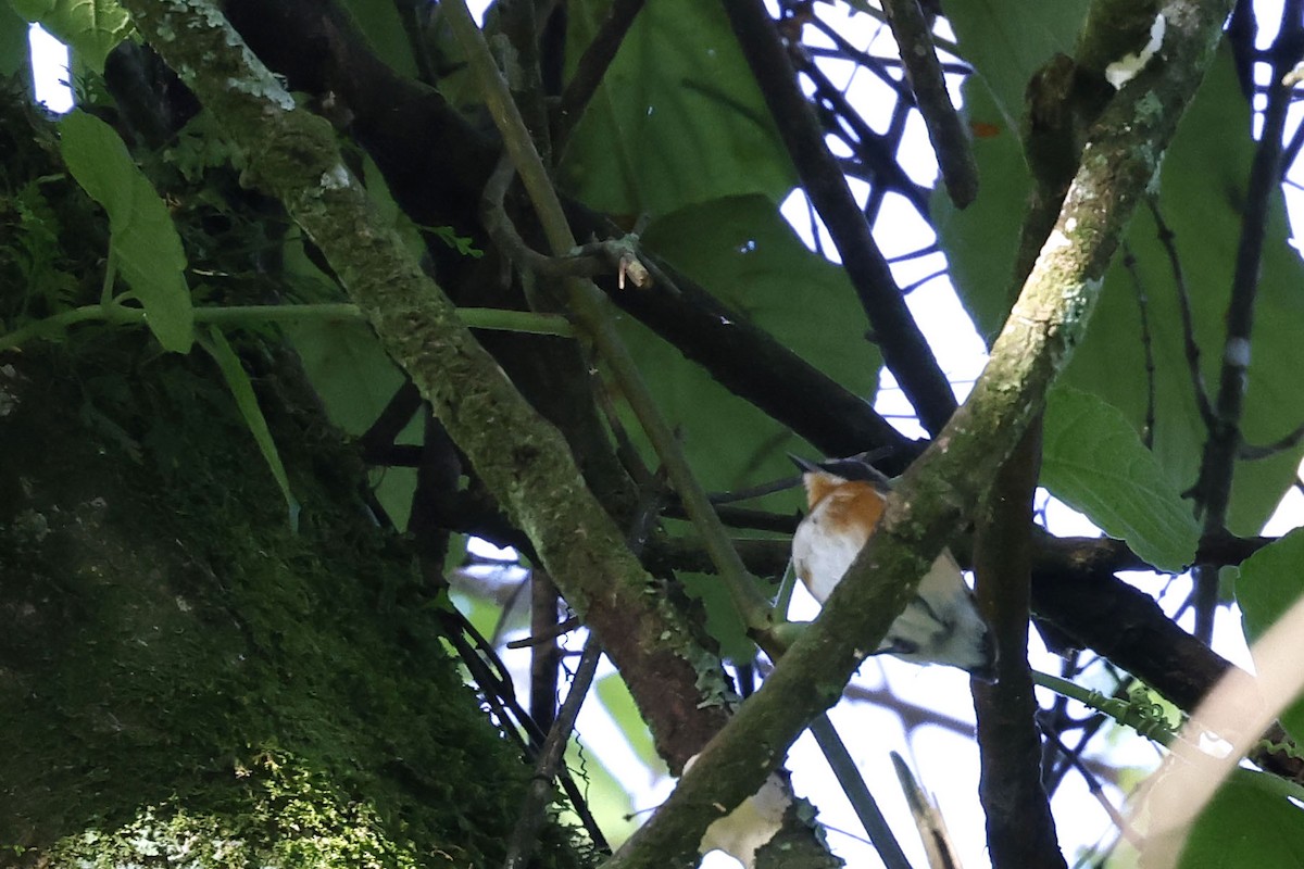 Malawi Batis - Daniel Branch