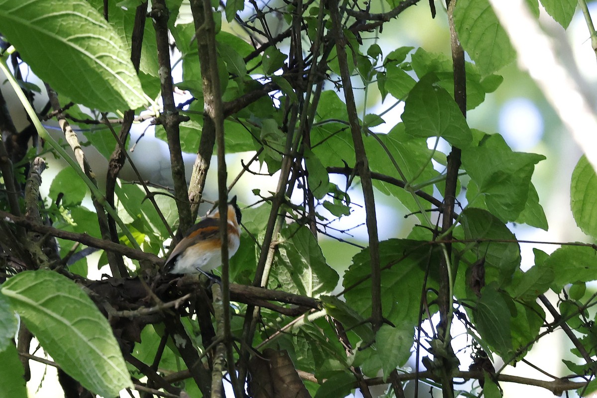 Malawi Batis - Daniel Branch