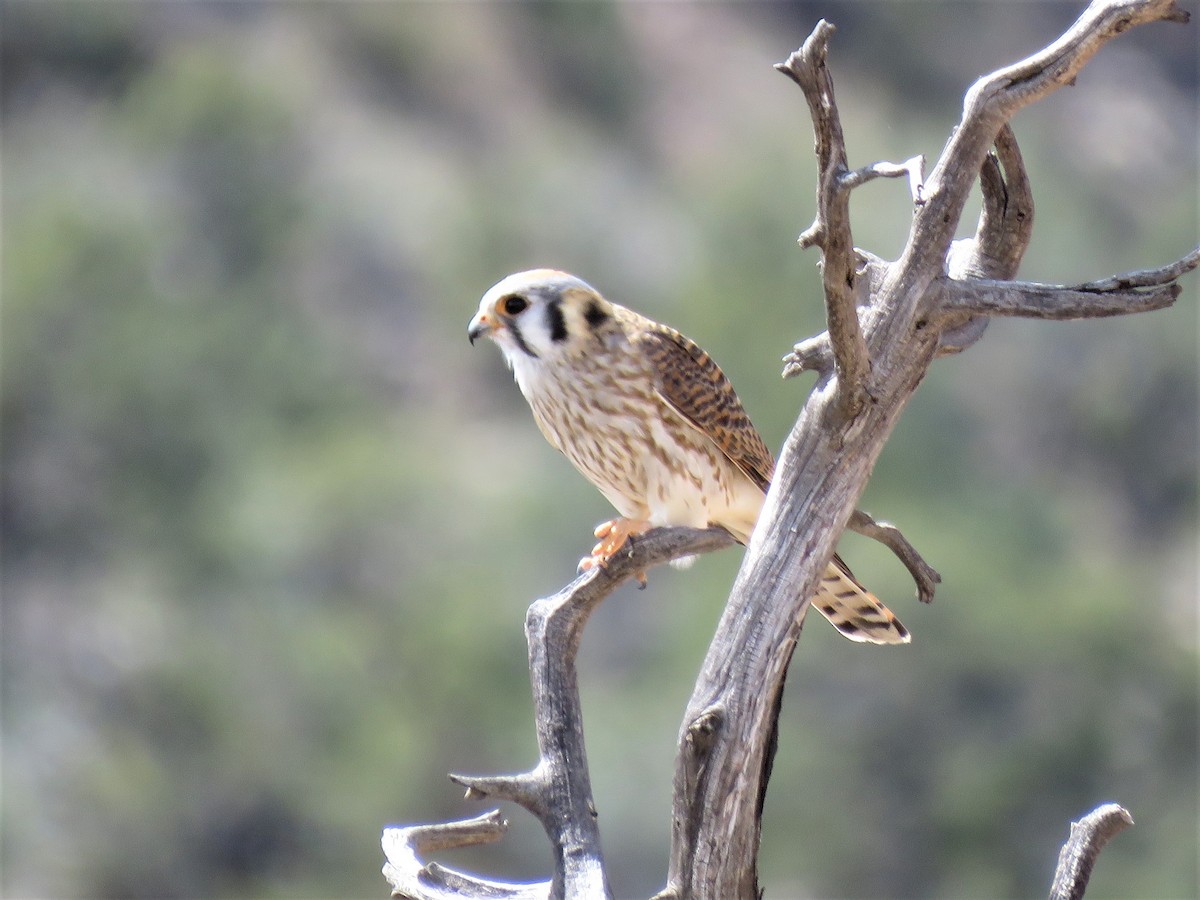 American Kestrel - ML53700171