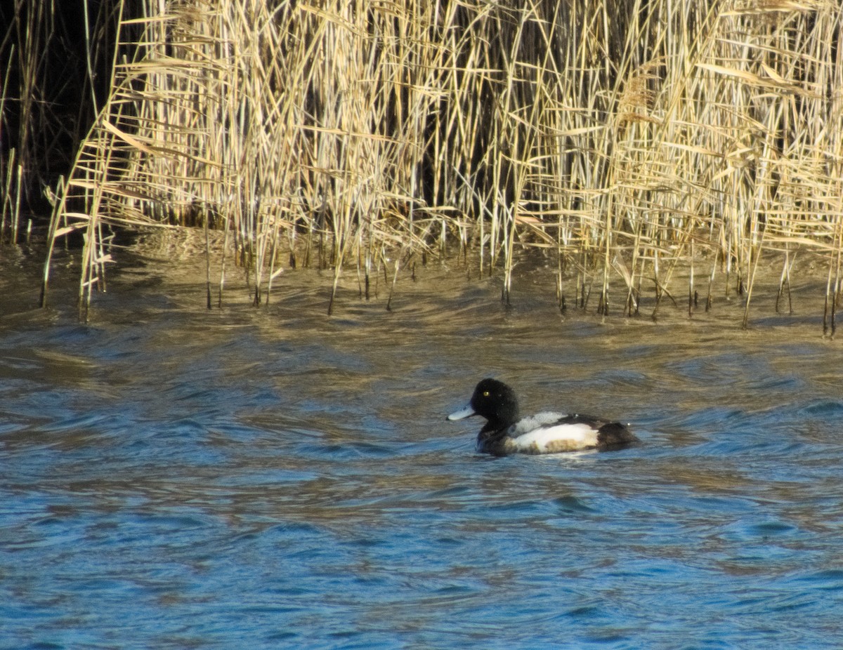 Greater Scaup - ML537002681