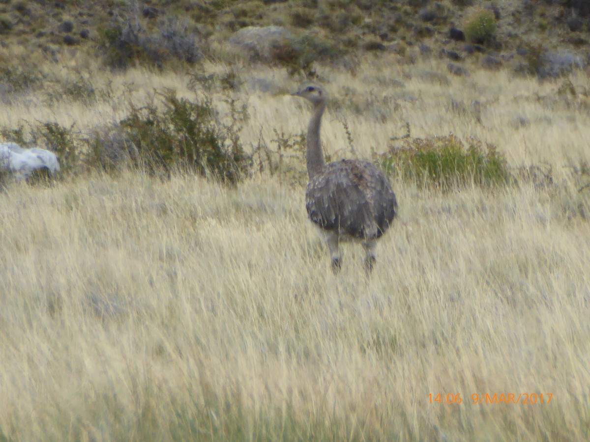 Lesser Rhea - ML53700521