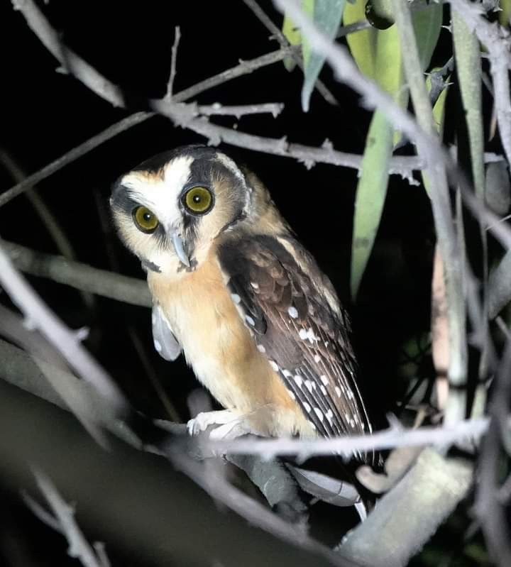 Buff-fronted Owl - ML537006111