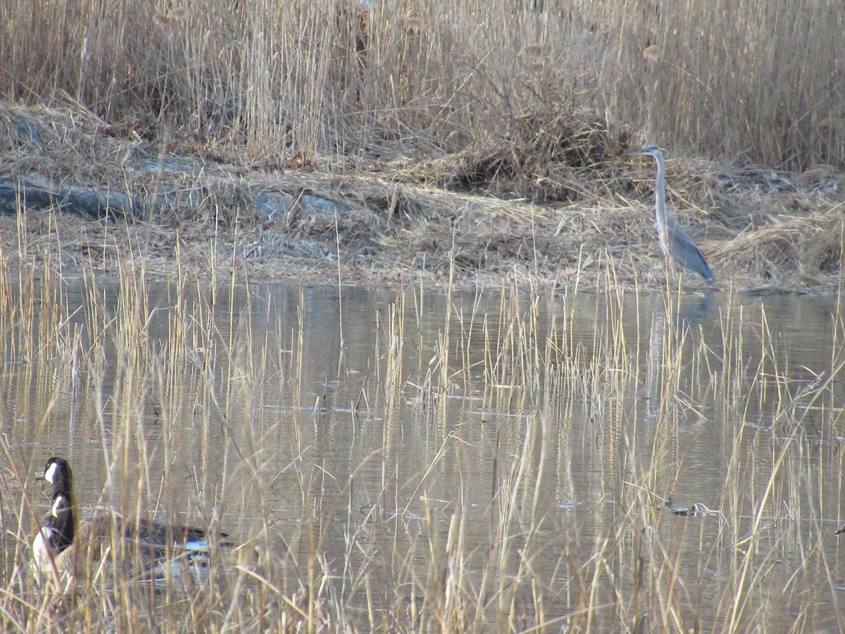 Great Blue Heron - ML537006621