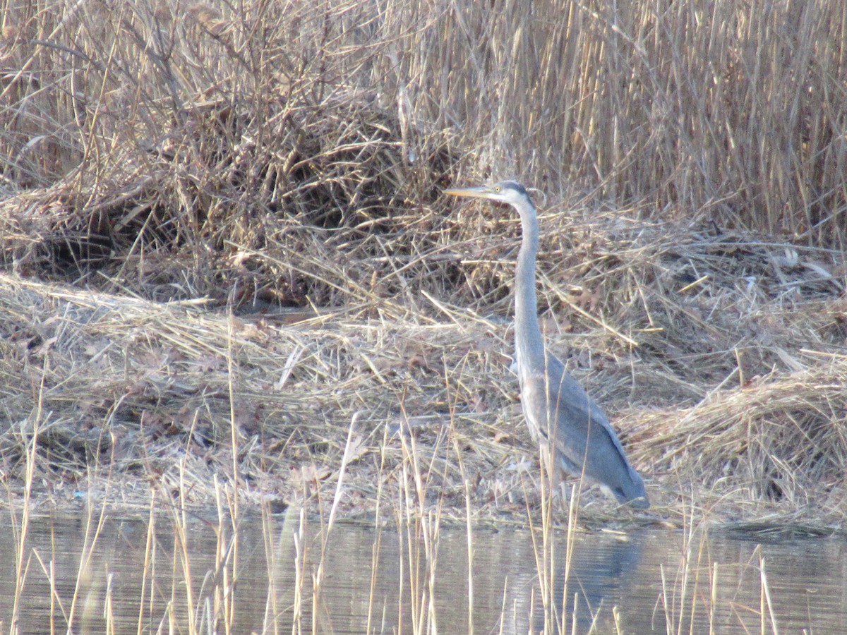 Great Blue Heron - ML537007111