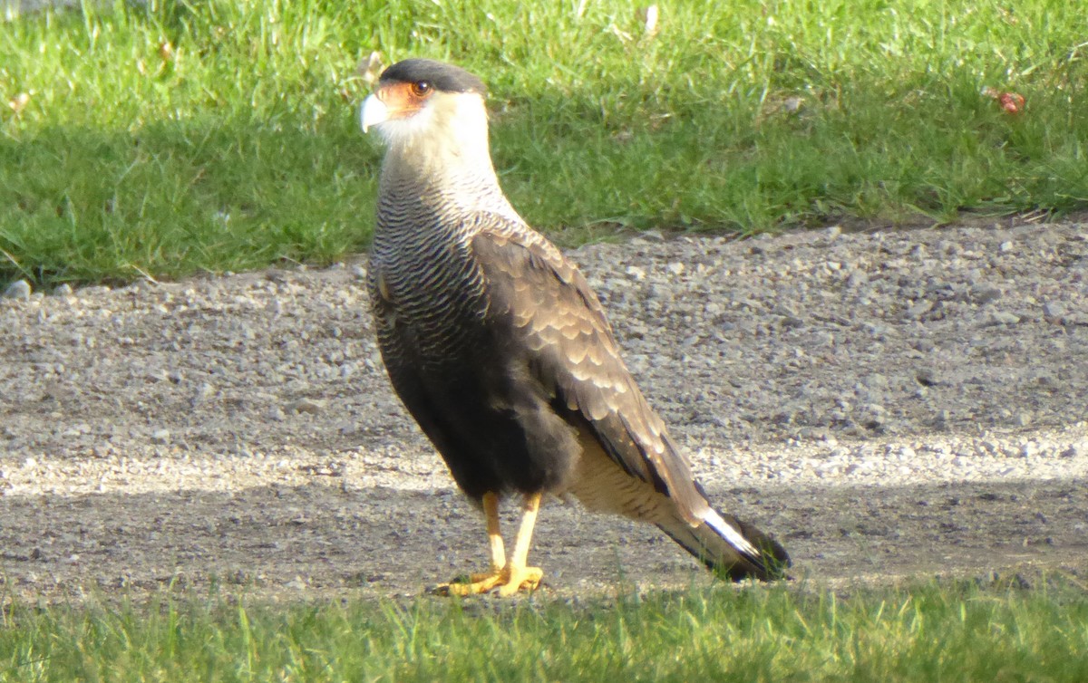 Crested Caracara (Southern) - ML53700931