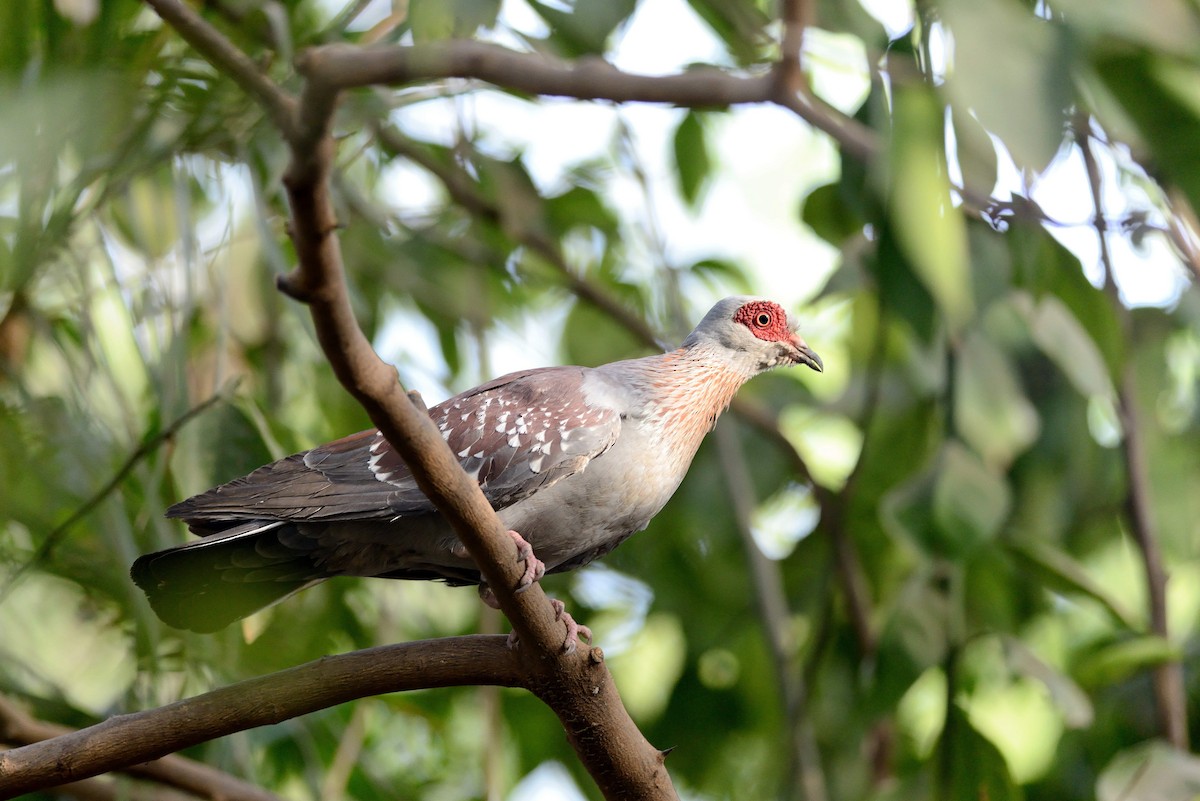 Speckled Pigeon - ML537010461