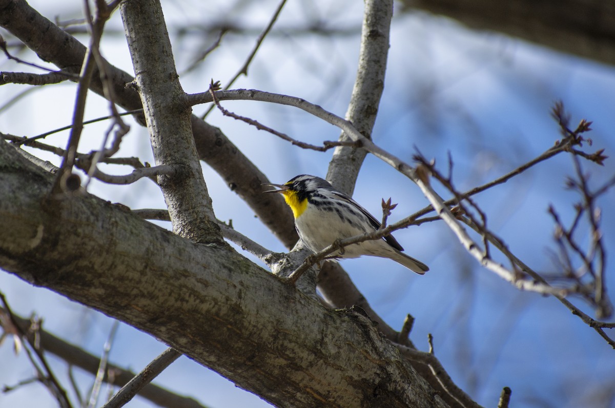 Yellow-throated Warbler - ML537010501