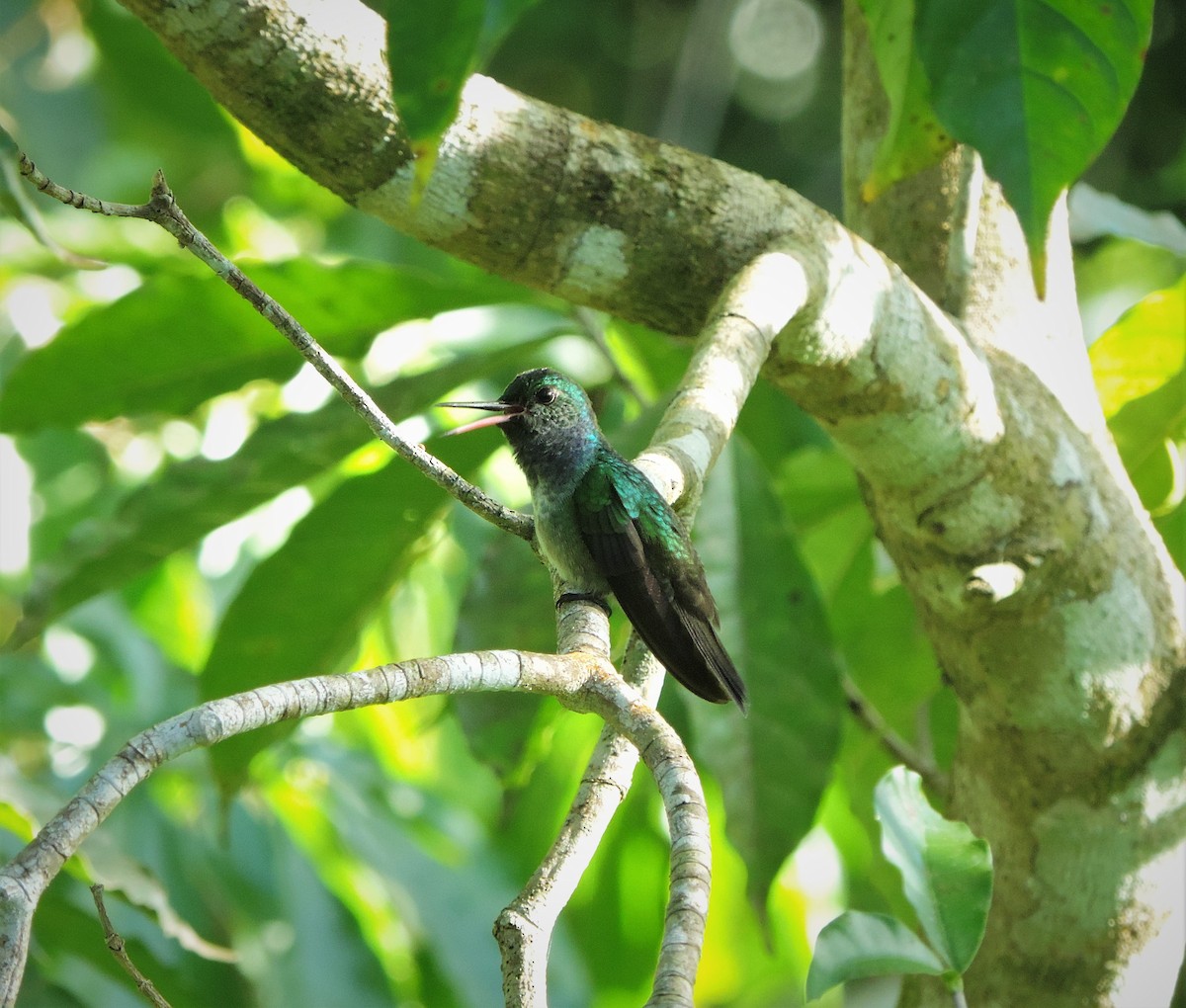 Blue-chested Hummingbird - ML537011221