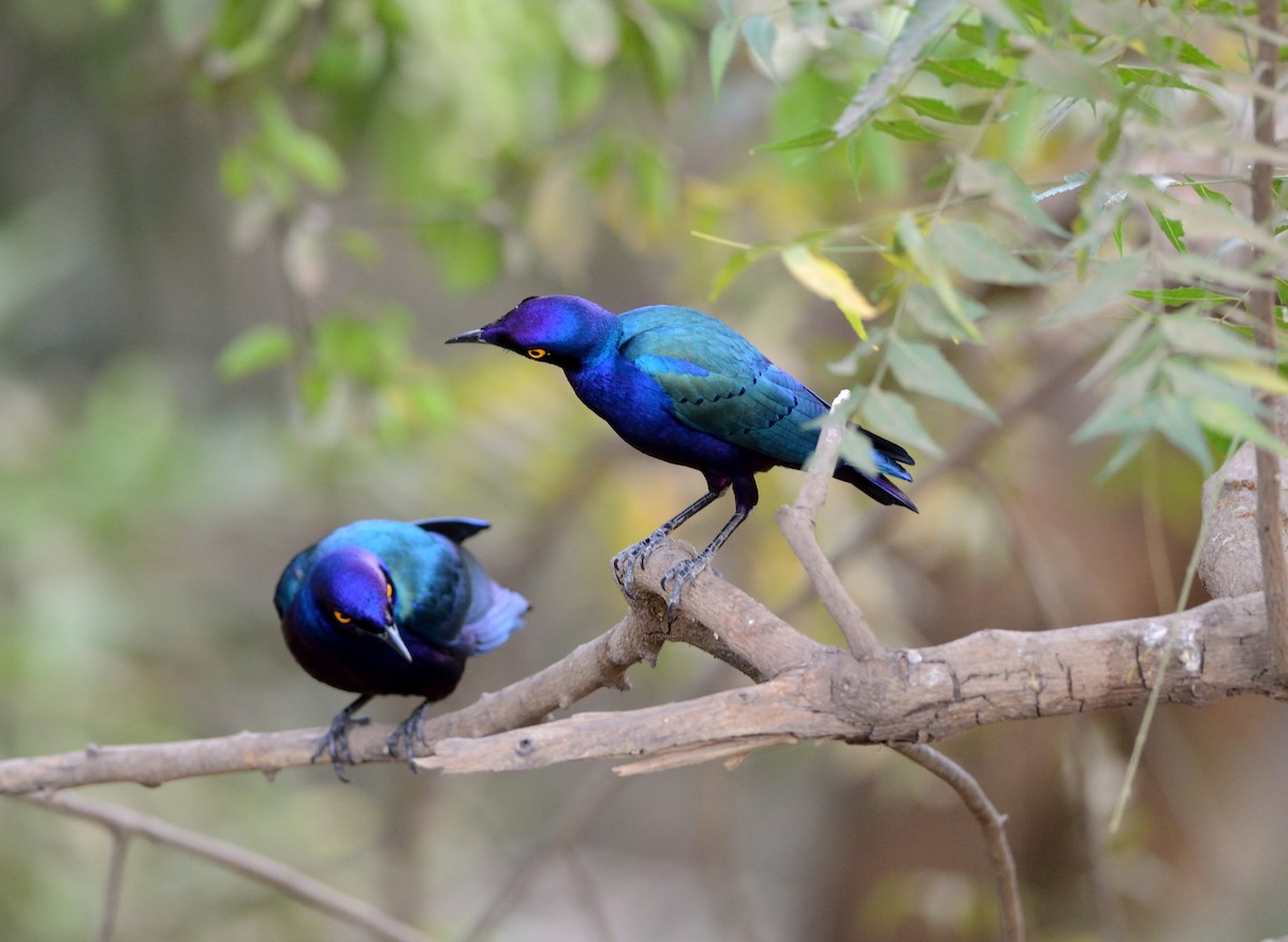 Purple Starling - ML537011581