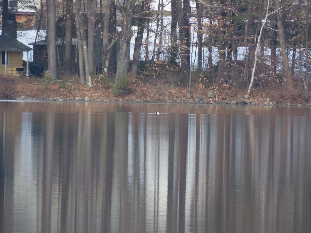 Greater Scaup - ML537011631