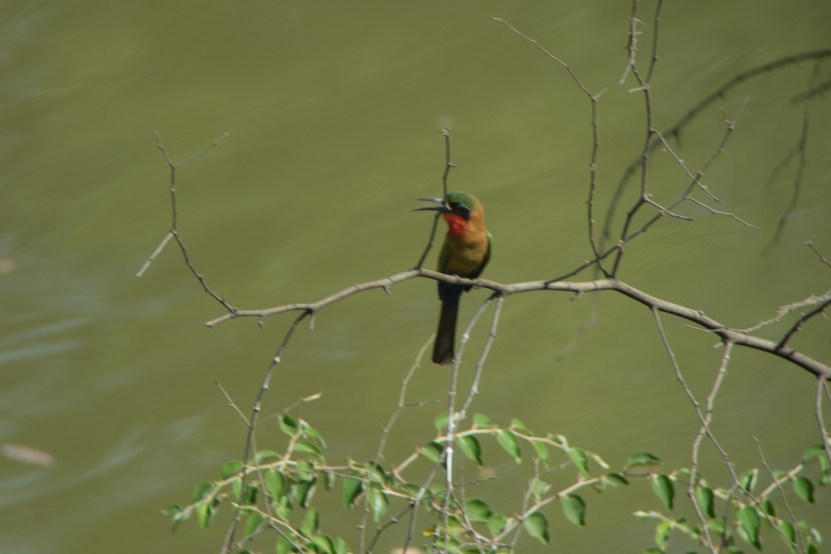 Red-throated Bee-eater - ML537011831