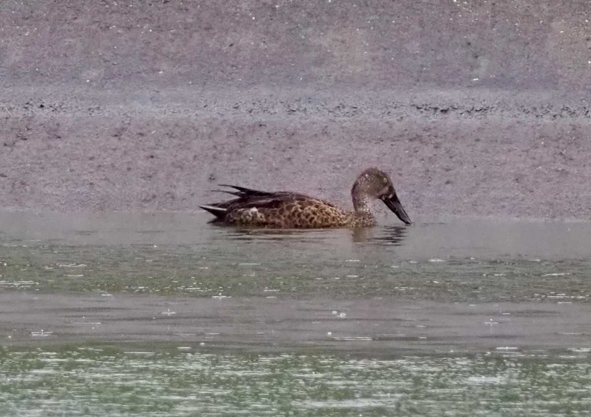 Australasian Shoveler - ML537013471