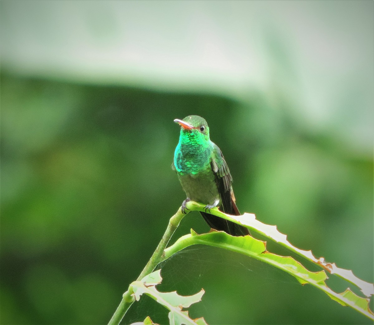 Rufous-tailed Hummingbird (Rufous-tailed) - Karen Bradbeer
