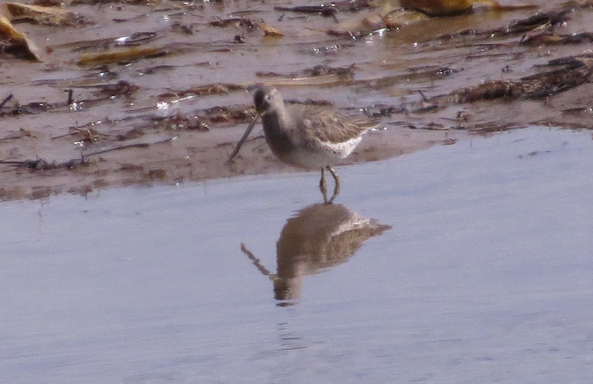 Long-billed Dowitcher - ML537014161