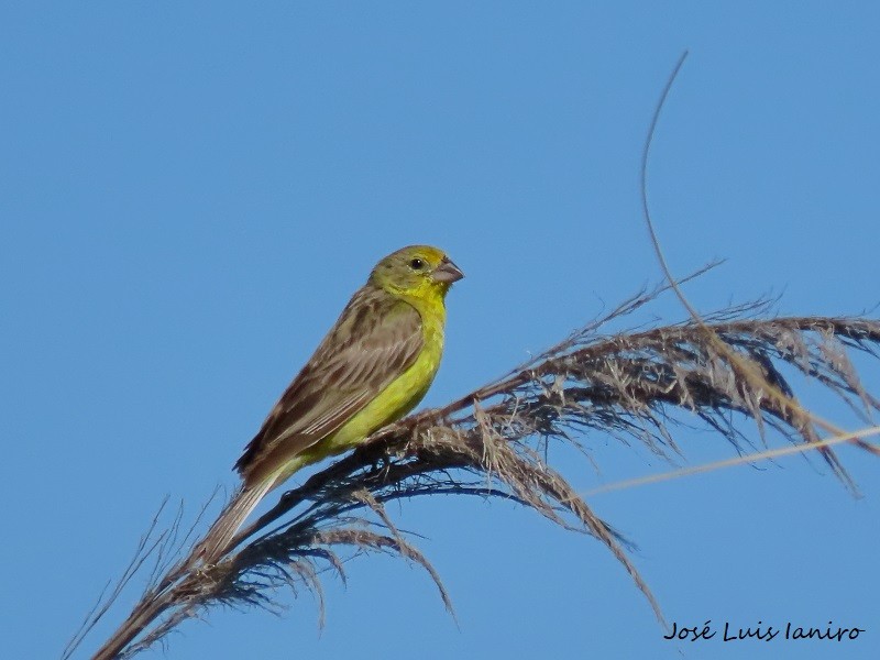 Grassland Yellow-Finch - ML537014451