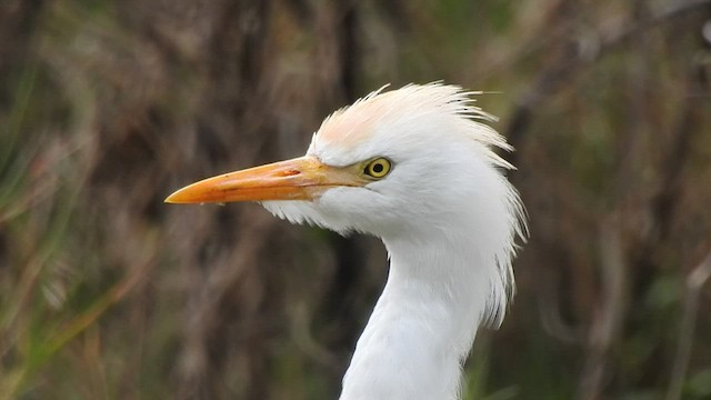 Western Cattle Egret - ML537014891