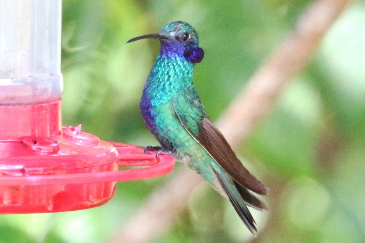 Colibrí Rutilante - ML537014961