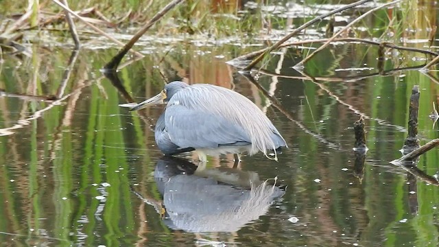 Tricolored Heron - ML537015191