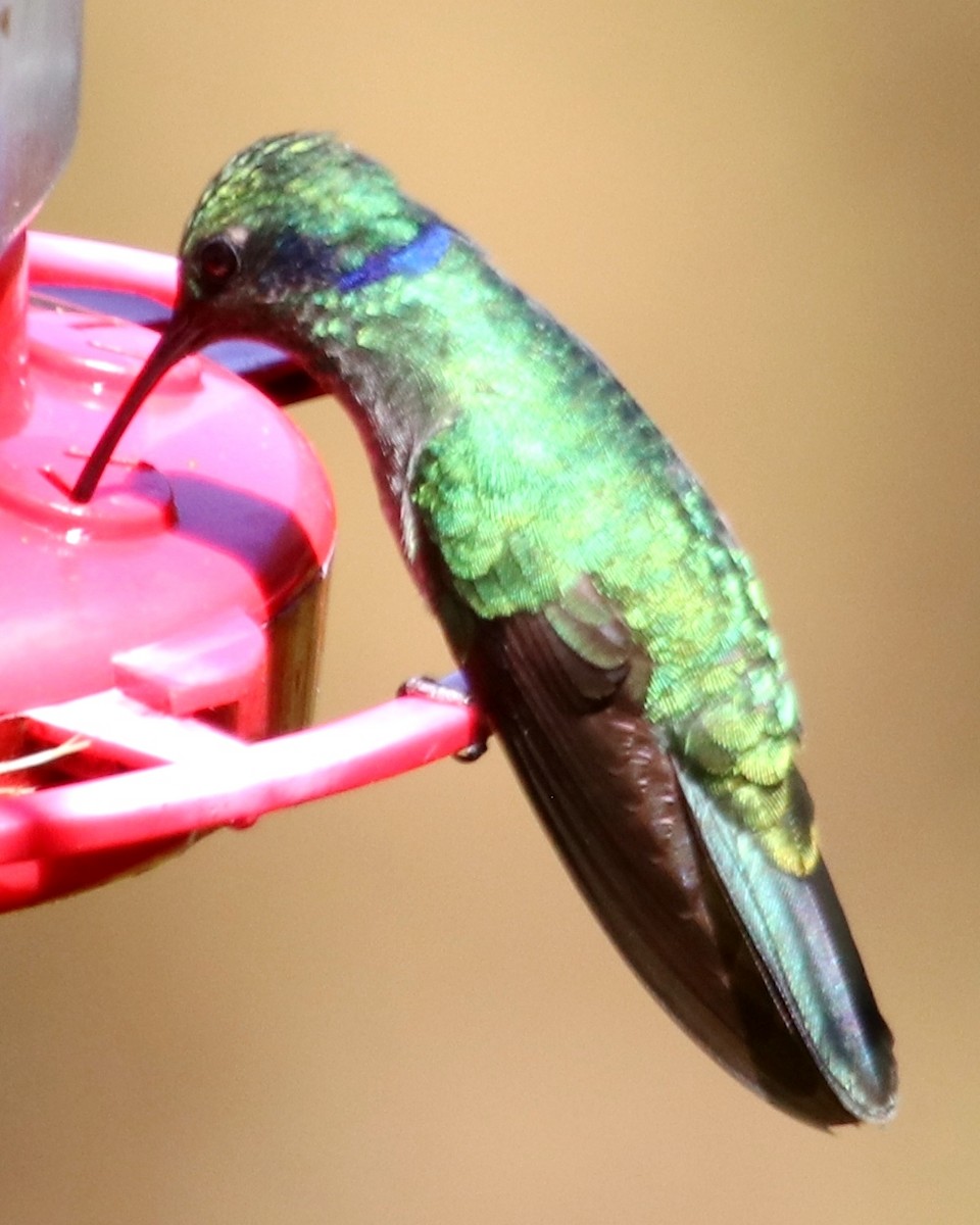 kolibřík modrouchý - ML537015251