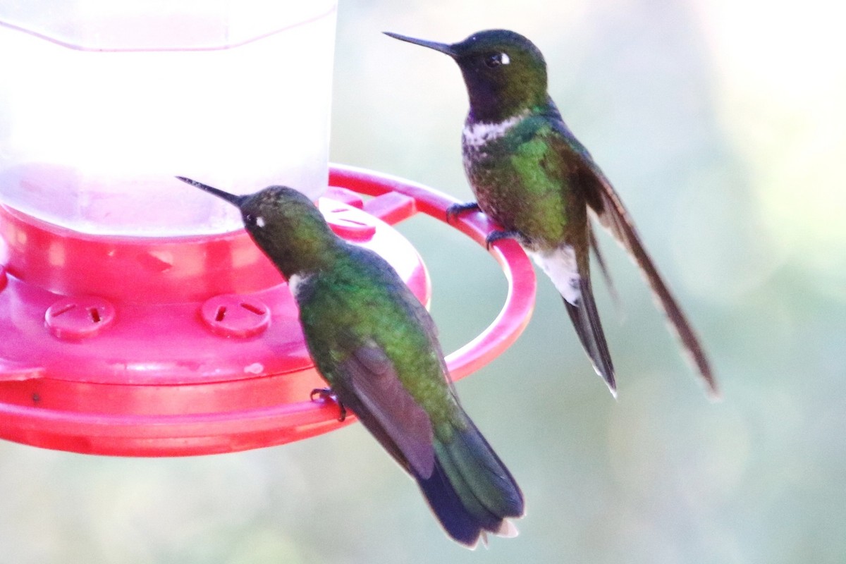 kolibřík dřišťálový - ML537015831