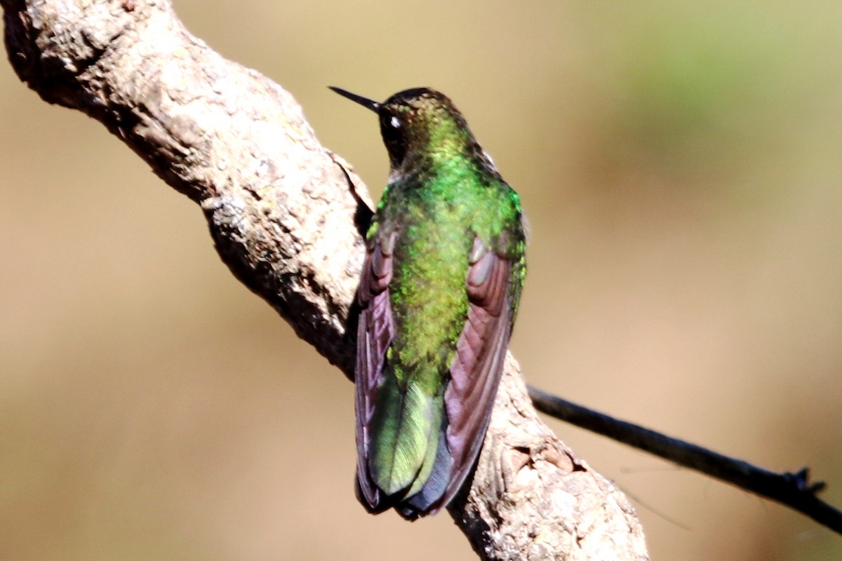 kolibřík dřišťálový - ML537015841
