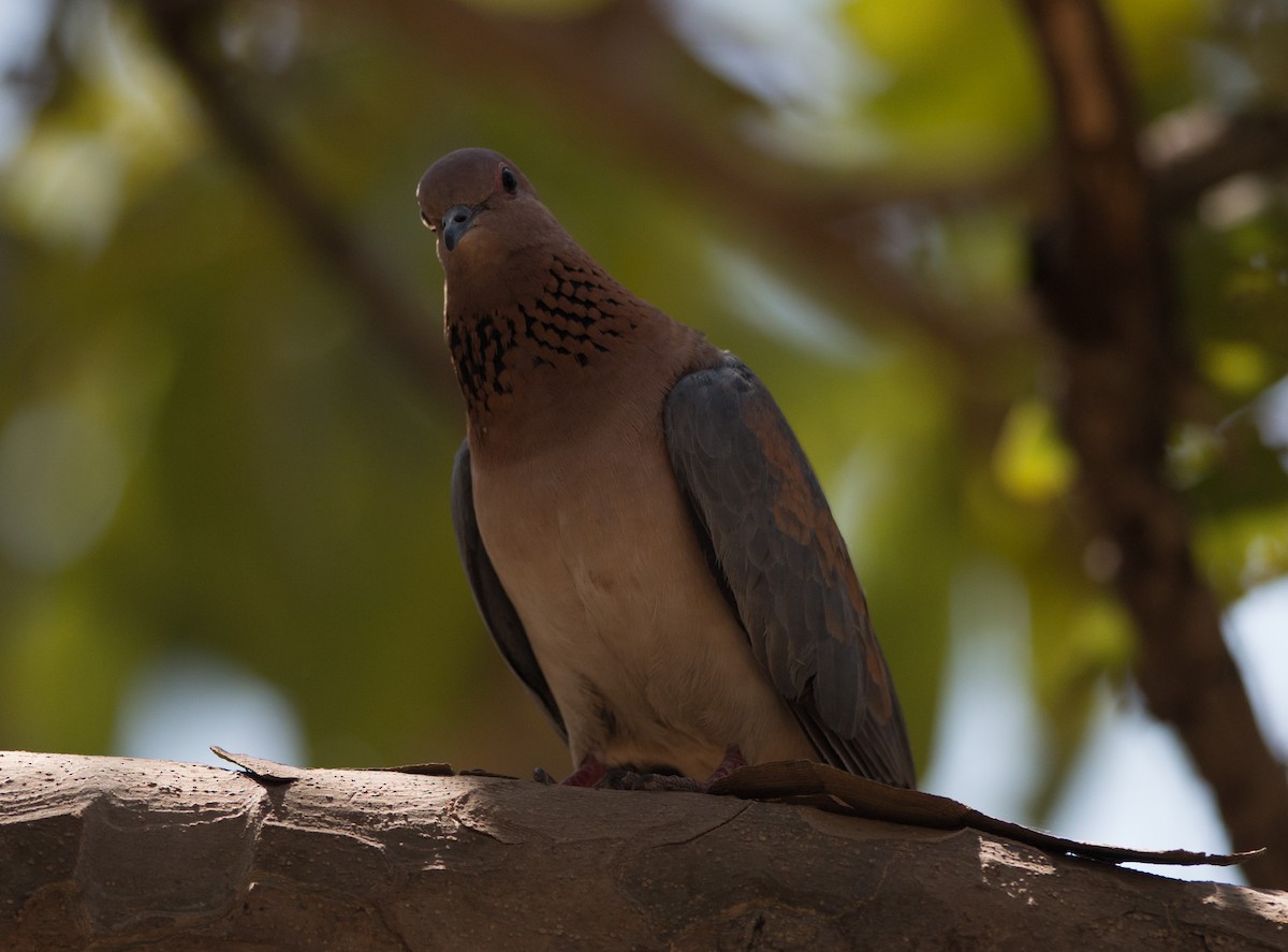 Laughing Dove - ML537015971