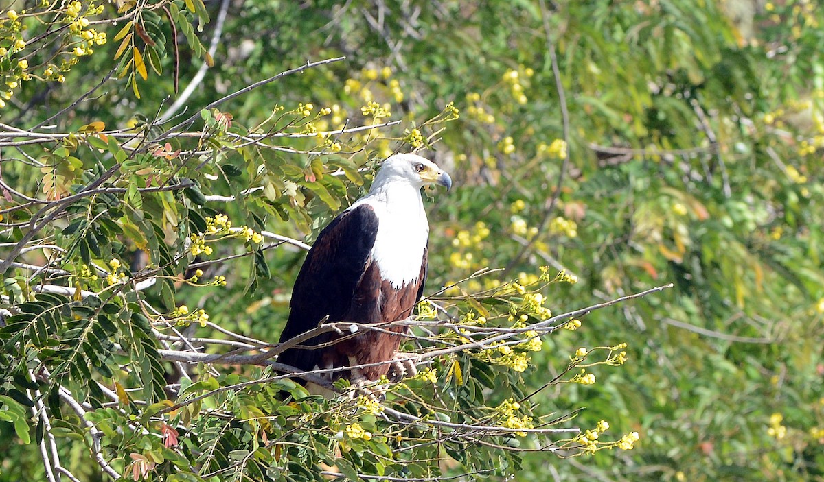 African Fish-Eagle - ML537017271