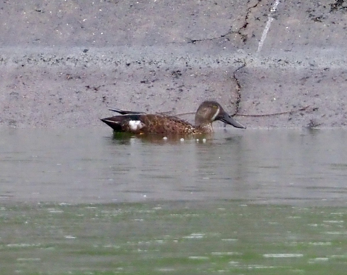 Australasian Shoveler - ML537017411