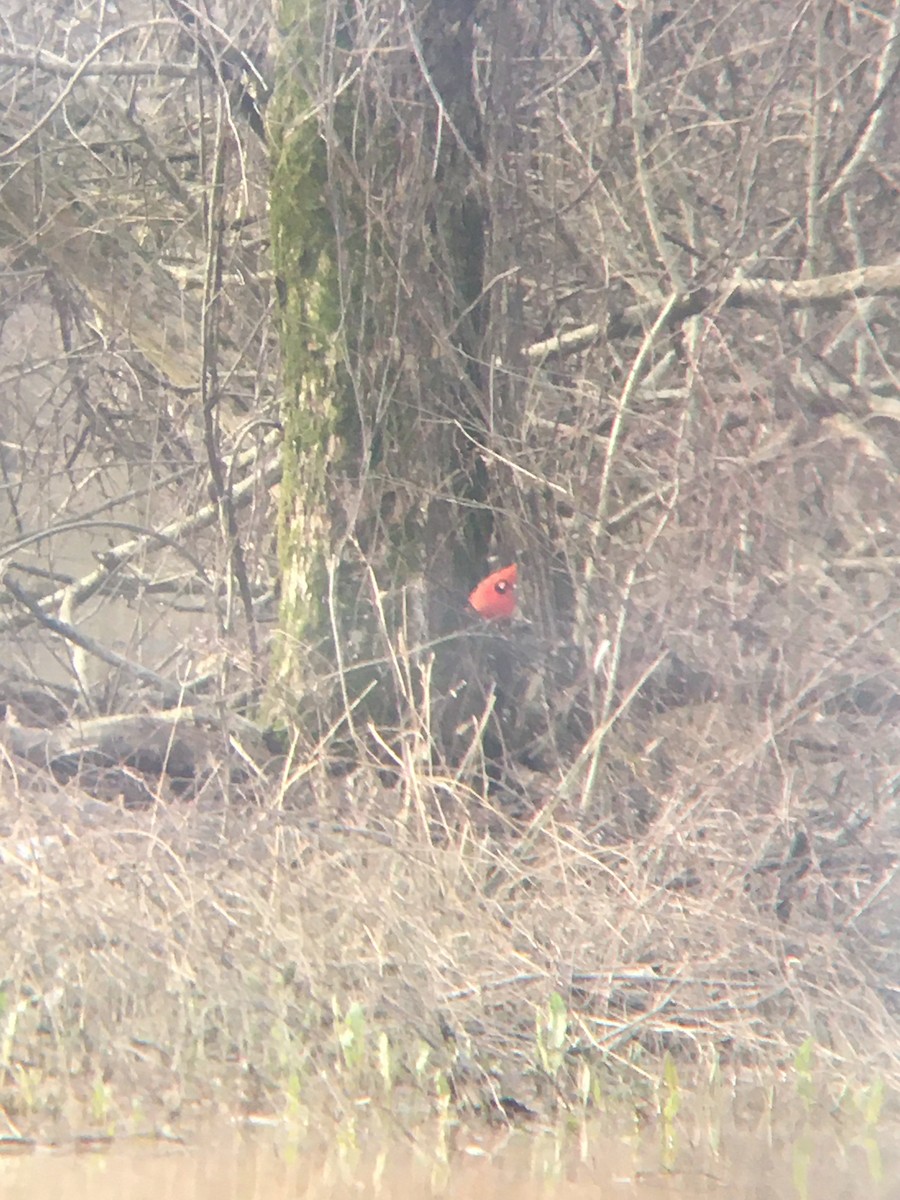 Northern Cardinal - Joseph McPhail