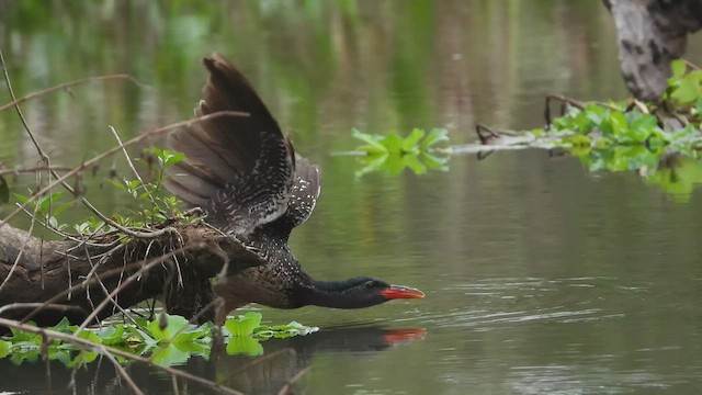 African Finfoot - ML537019111