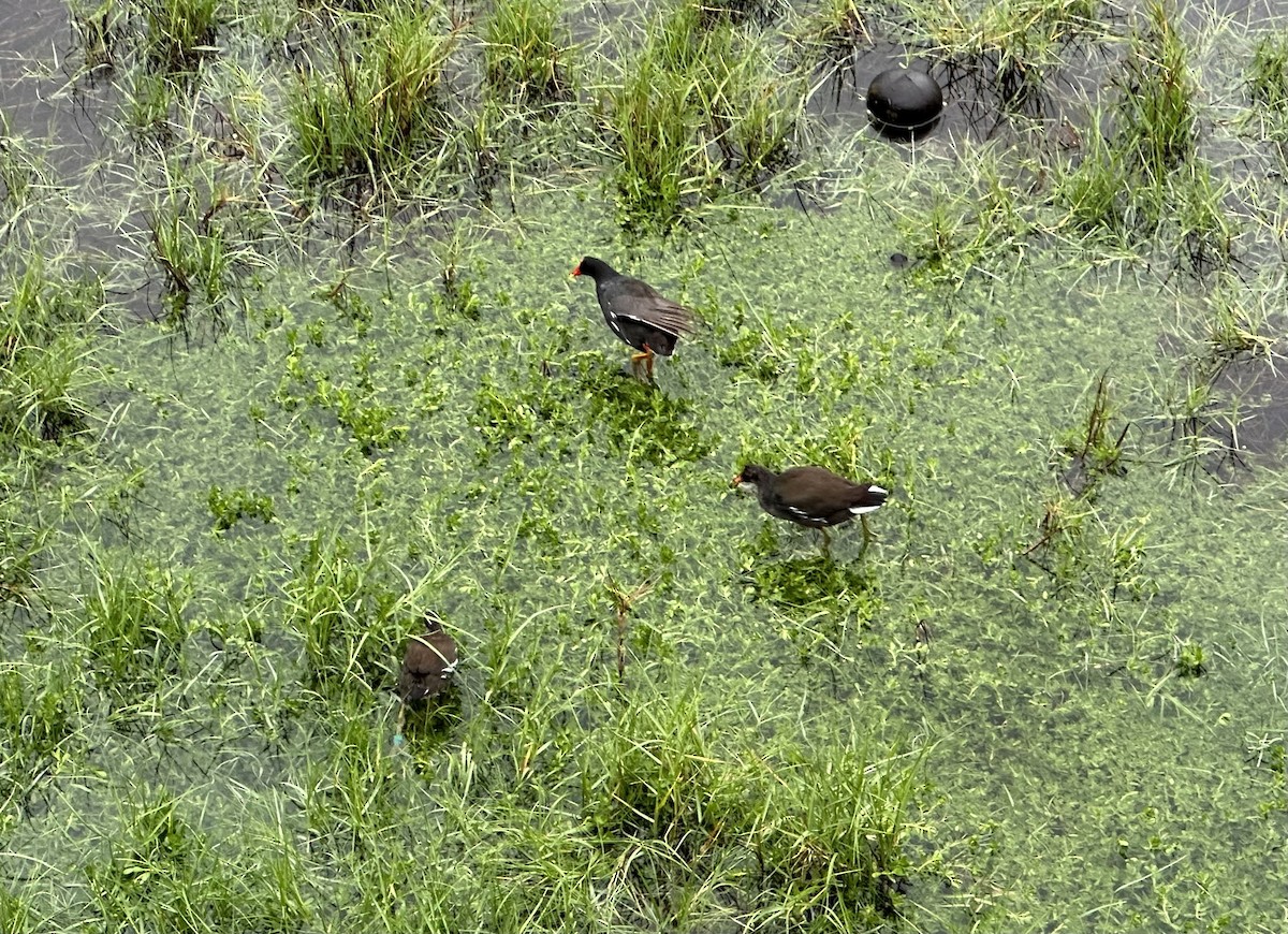 Gallinule d'Amérique - ML537020331