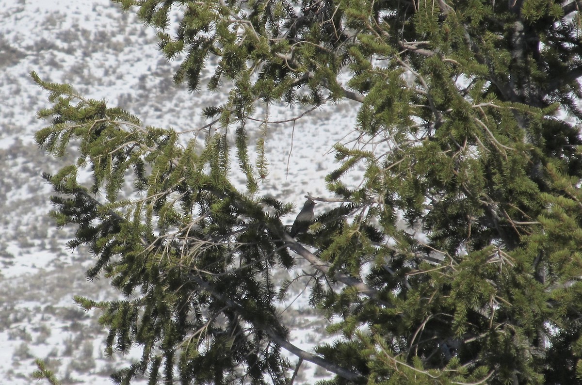 Canada Jay - ML537020451