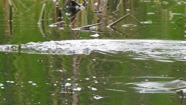 Pied-billed Grebe - ML537020681