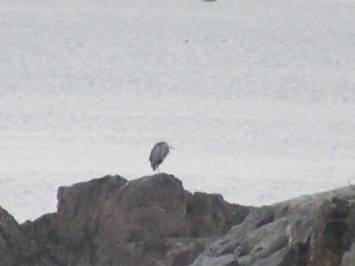 Great Blue Heron - ML537020971