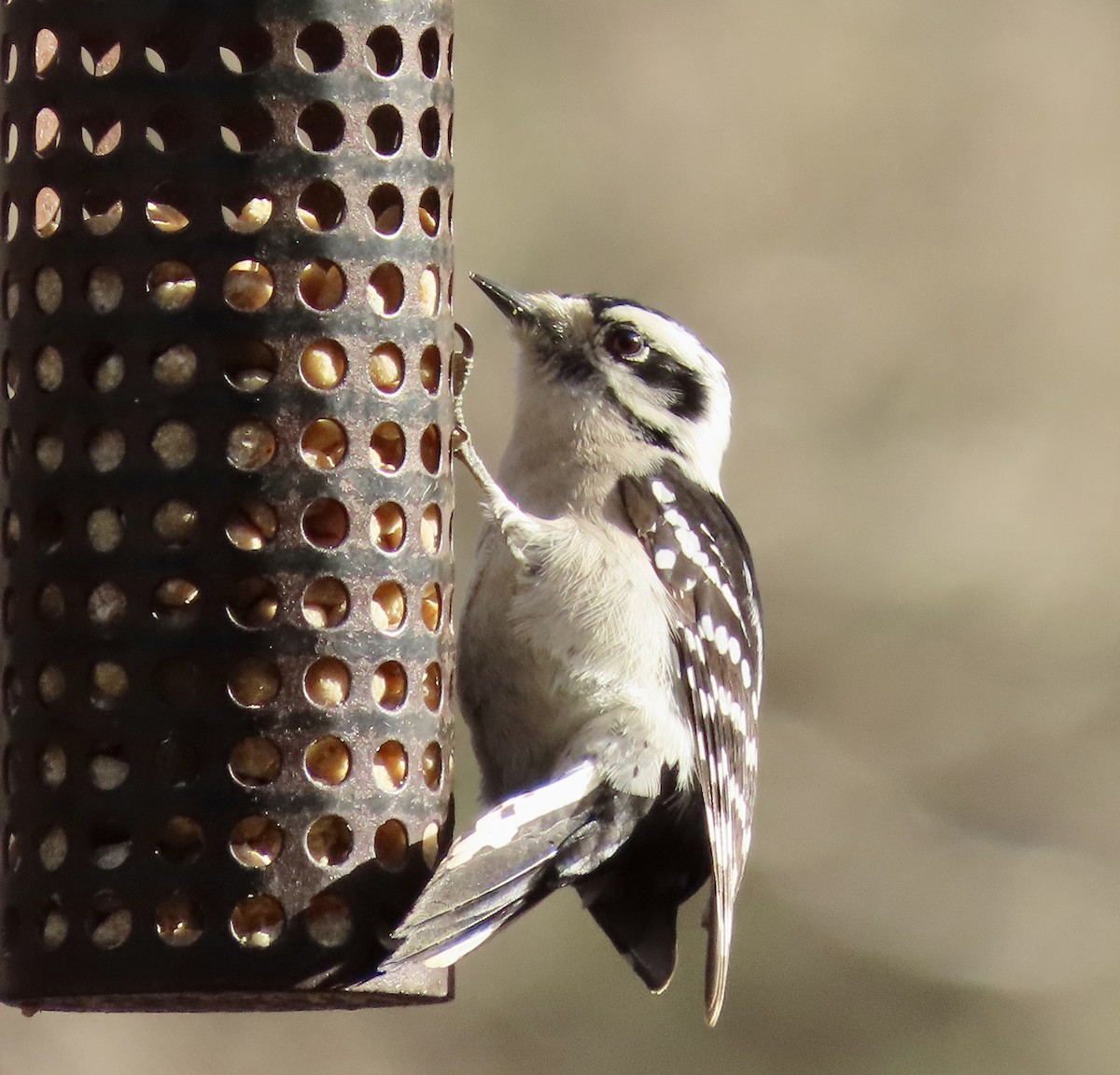 Downy Woodpecker - ML537021511