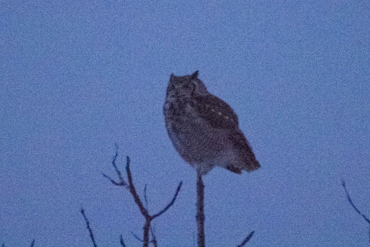 Great Horned Owl - ML537021571