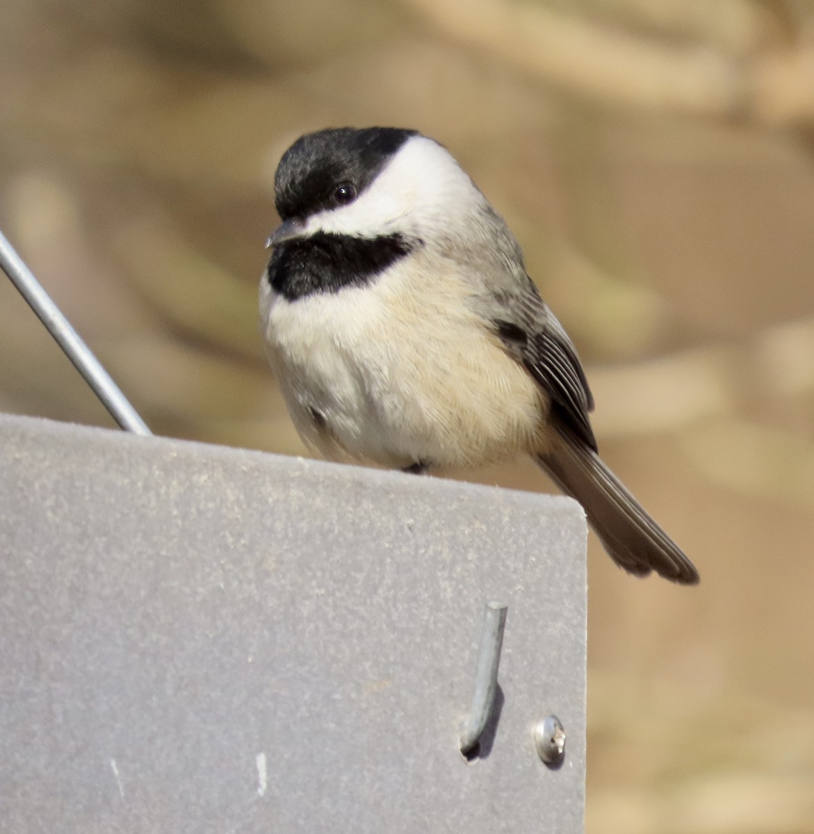 Carolina Chickadee - ML537021631