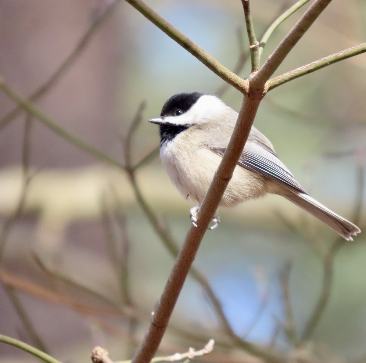 Carolina Chickadee - ML537021641