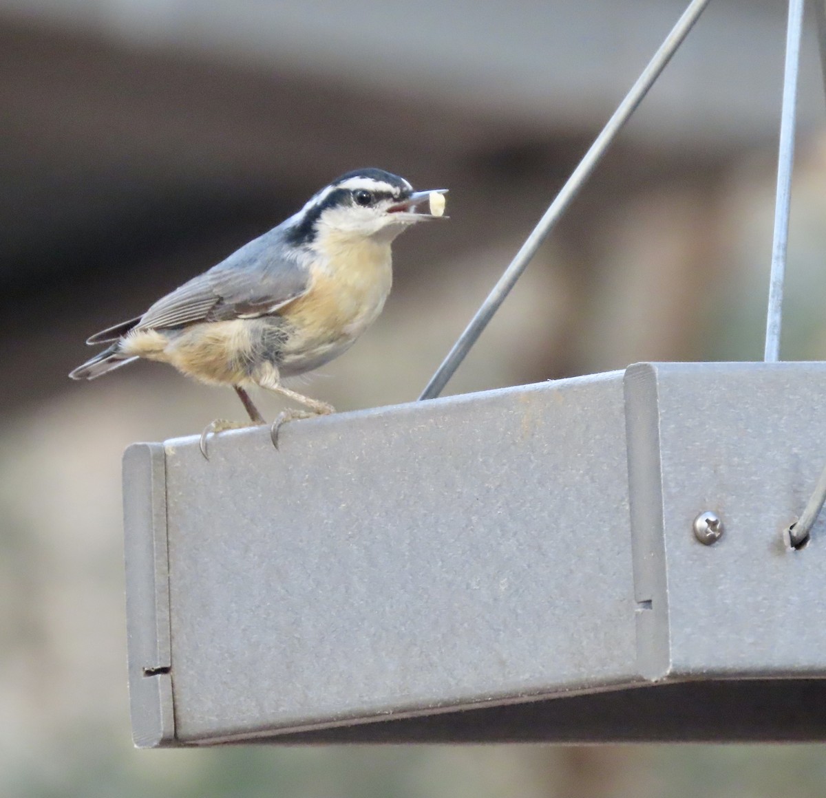 Red-breasted Nuthatch - ML537021811