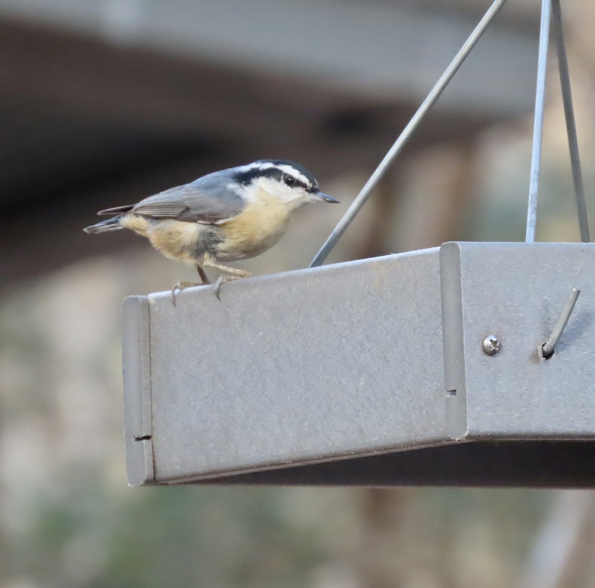 Red-breasted Nuthatch - ML537021821