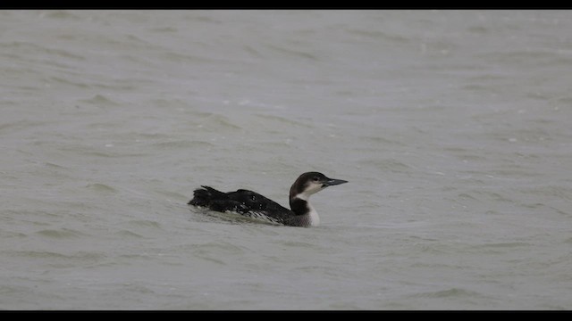 Common Loon - ML537021921