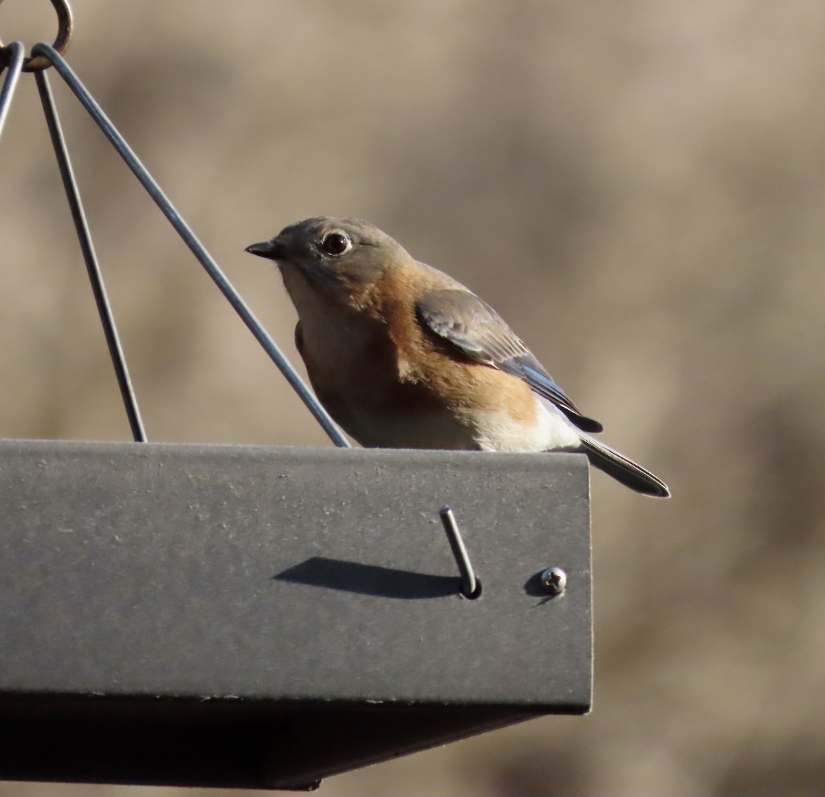 Eastern Bluebird - ML537021931